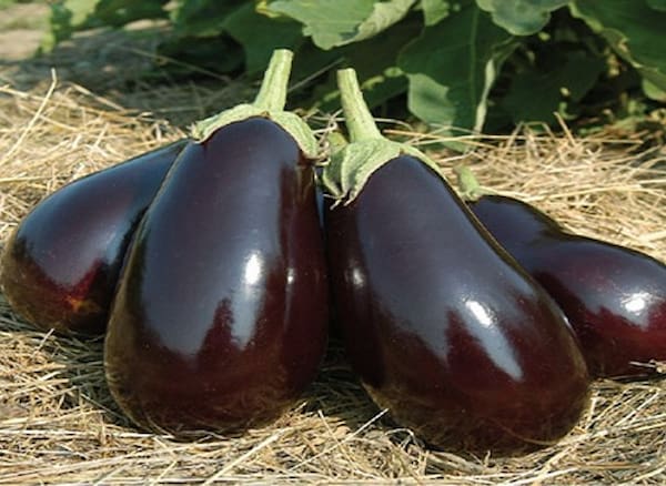 تصویر 2 از خرید بادمجان دلمه ای کبابی + قیمت فروش استثنایی